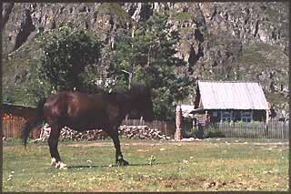 Pferd
