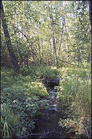 Lärchen