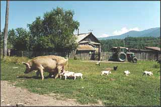 Schweine